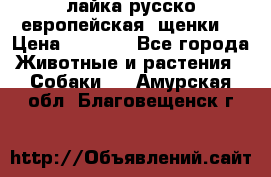 лайка русско-европейская (щенки) › Цена ­ 5 000 - Все города Животные и растения » Собаки   . Амурская обл.,Благовещенск г.